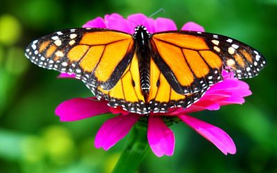 Angel Signs – Seven Signs That Your Angels Are Talking To You